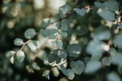 Understanding Behavior